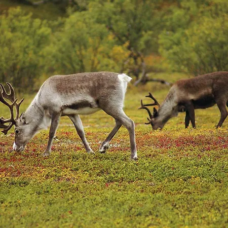Motel Karalaks Lakselv